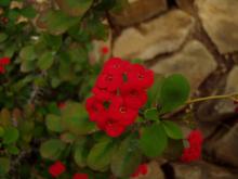 My own flower photo from de Hortus botanic garden in Amsterdam